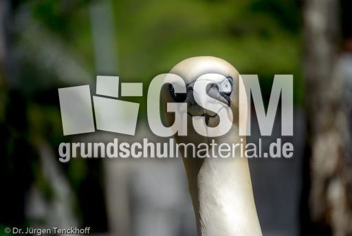 Basstölpel (20 von 24).jpg